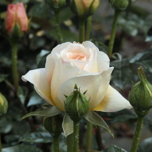 Rosa  Felidaé™ - żółty  - Róże pienne - z kwiatami róży angielskiej - korona krzaczasta